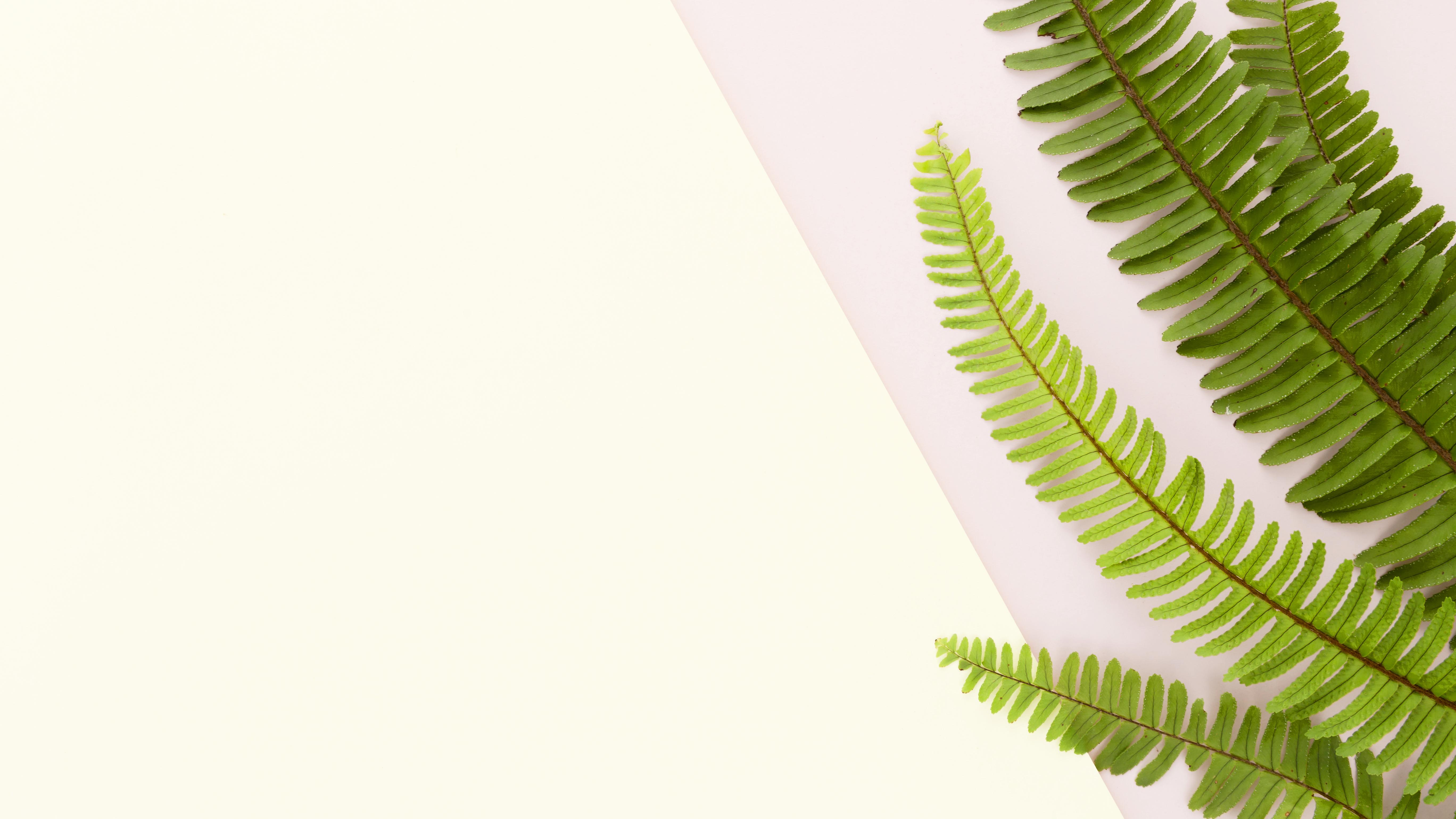 Green leaves on a light background